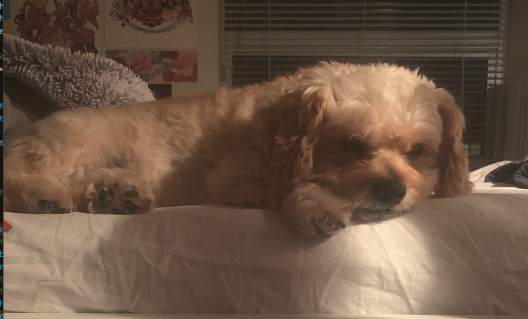 Bruno the Mischievous Dog